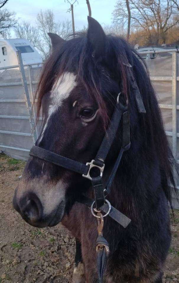 Castrone New Forest In vendita 2022 Isabella ,  ERYOPS D'ARQUETAN