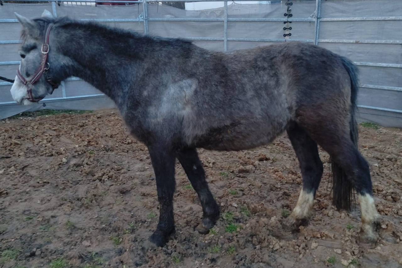 Castrone PFS Pony Francese da Sella In vendita 2022 Grigio ,  RABOLIOT D'ARQUETAN