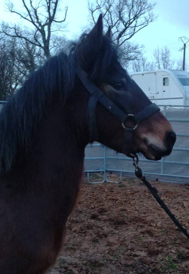 Cavalla New Forest In vendita 2022 Baio ,  FURY D'ARQUETAN