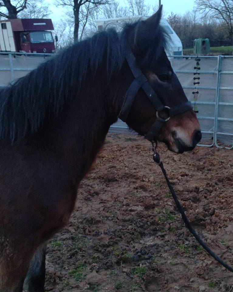 Cavalla New Forest In vendita 2022 Baio ,  FURY D'ARQUETAN