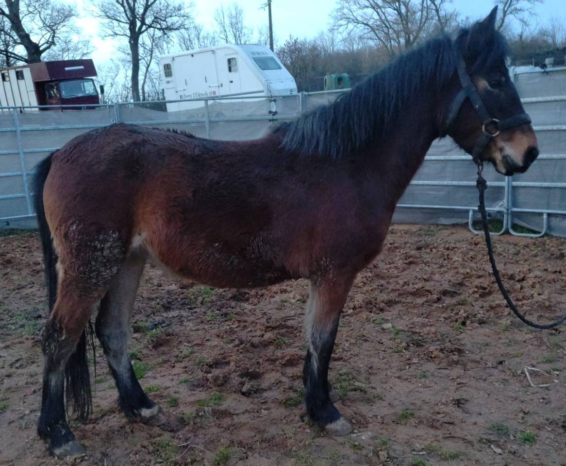 Cavalla New Forest In vendita 2022 Baio ,  FURY D'ARQUETAN