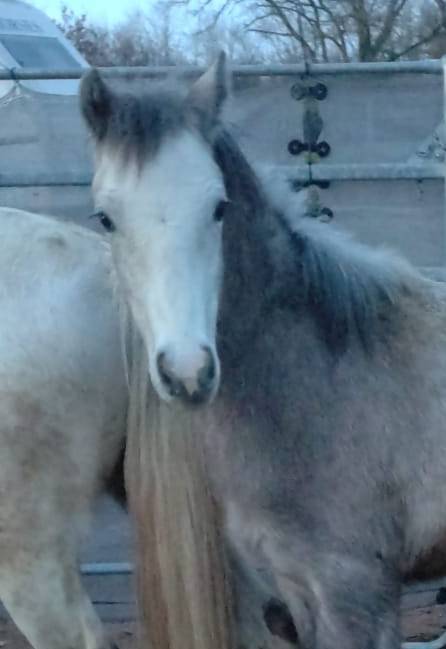 Puledro PFS Pony Francese da Sella In vendita 2025 Isabella ,  JUST CREAM AND LAYS