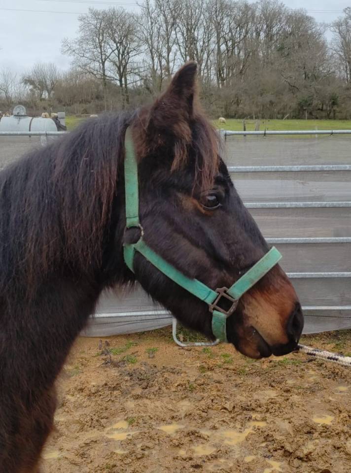 Castrone New Forest In vendita 2022 Baio scuro ,  BIRKILDS INIESTA (DNK)