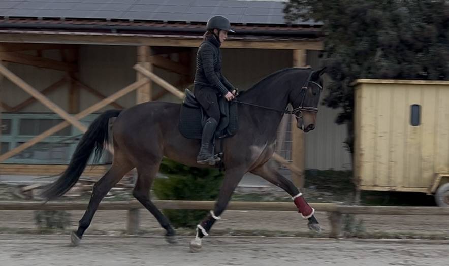 Castrone Oldenburger In vendita 2021 Baio ,  Vivino
