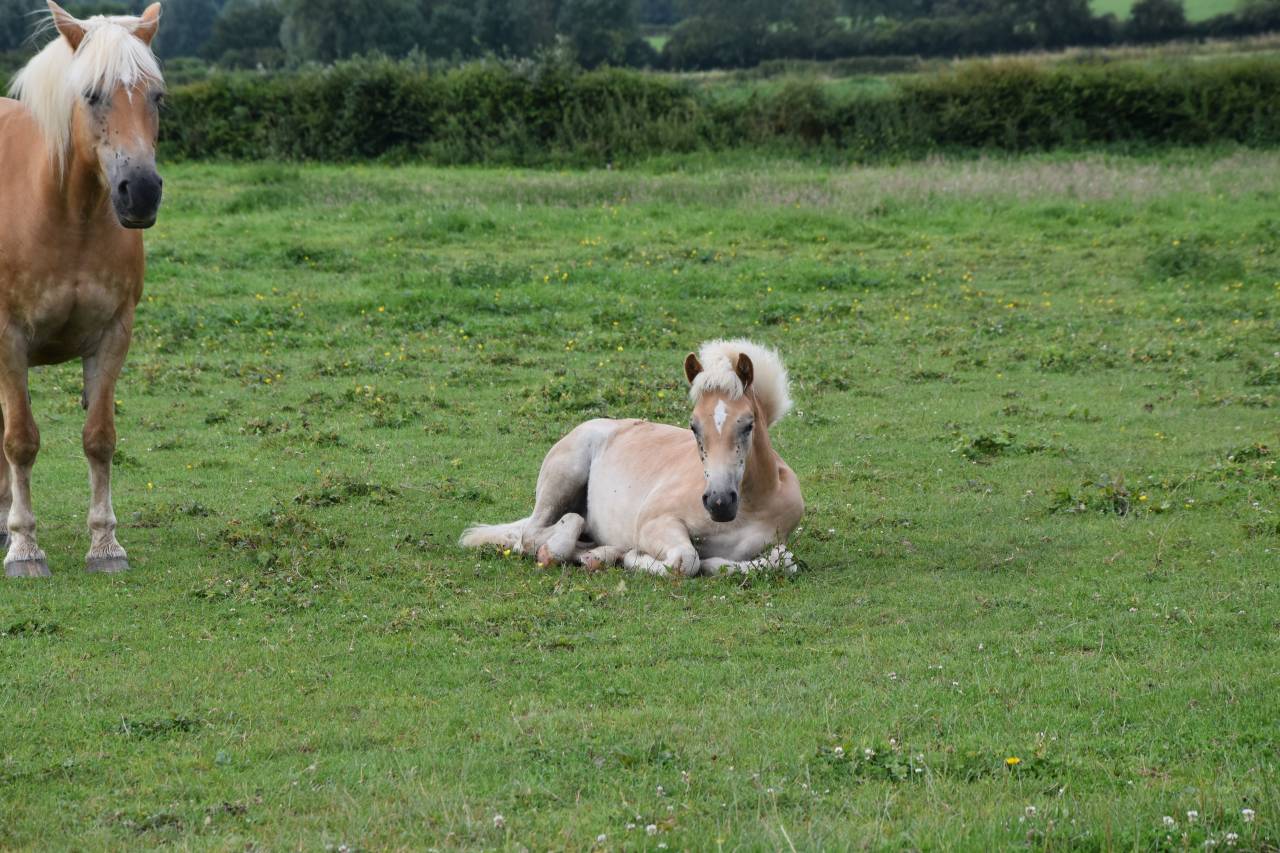 Puledra Haflinger In vendita 2024 Sauro ,  Stallone de la p&eacute;pinette