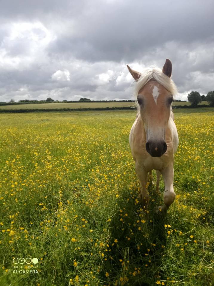 Puledra Haflinger In vendita 2024 Sauro ,  Stallone de la p&eacute;pinette