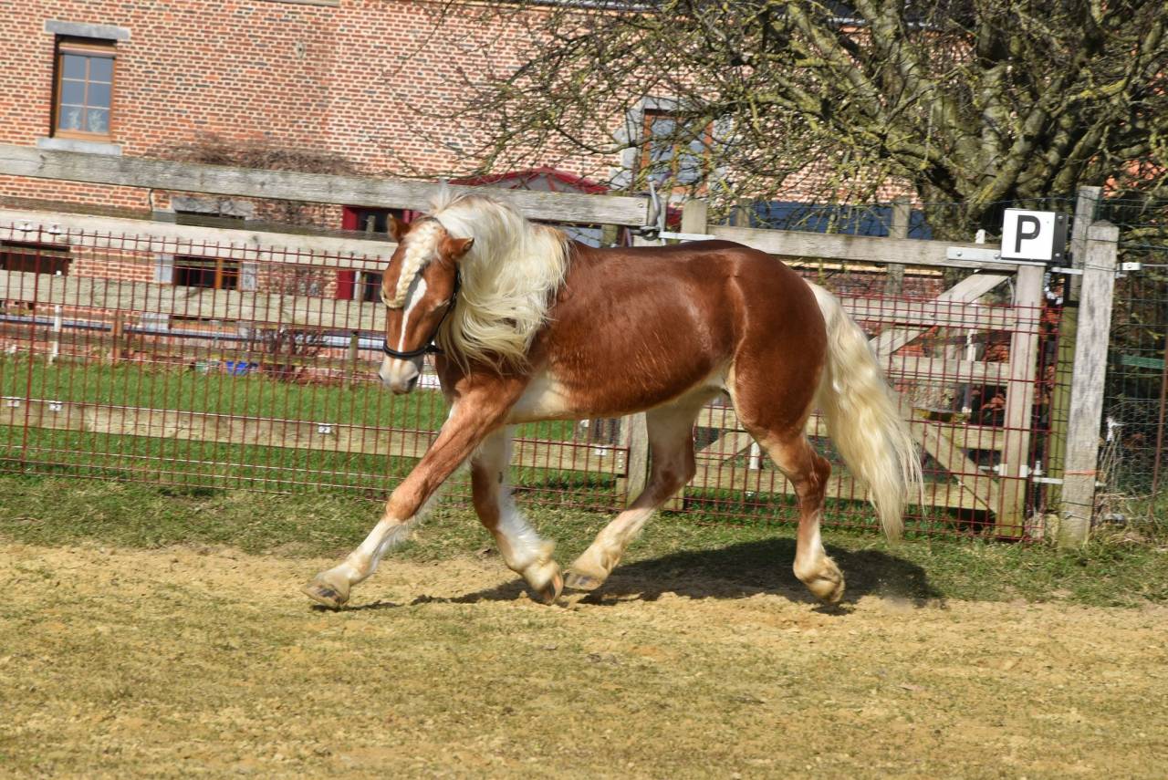 Puledra Haflinger In vendita 2024 Sauro ,  Stallone de la p&eacute;pinette