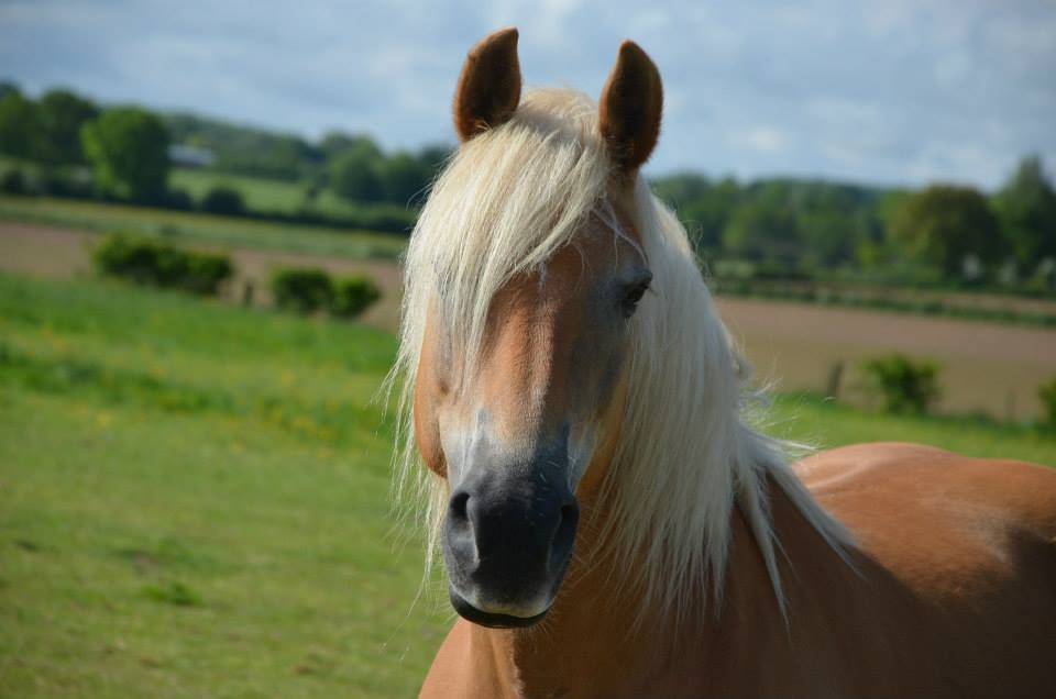 Puledra Haflinger In vendita 2024 Sauro ,  Stallone de la p&eacute;pinette