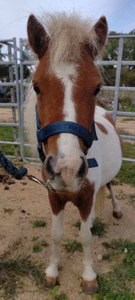 Cavalla Origine non conosciuta  In vendita 2022 Pezzato ,  SLOUP STARQUETAN