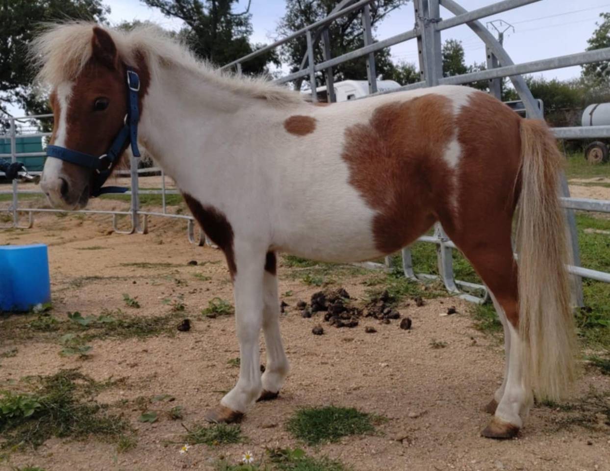 Cavalla Origine non conosciuta  In vendita 2022 Pezzato ,  SLOUP STARQUETAN