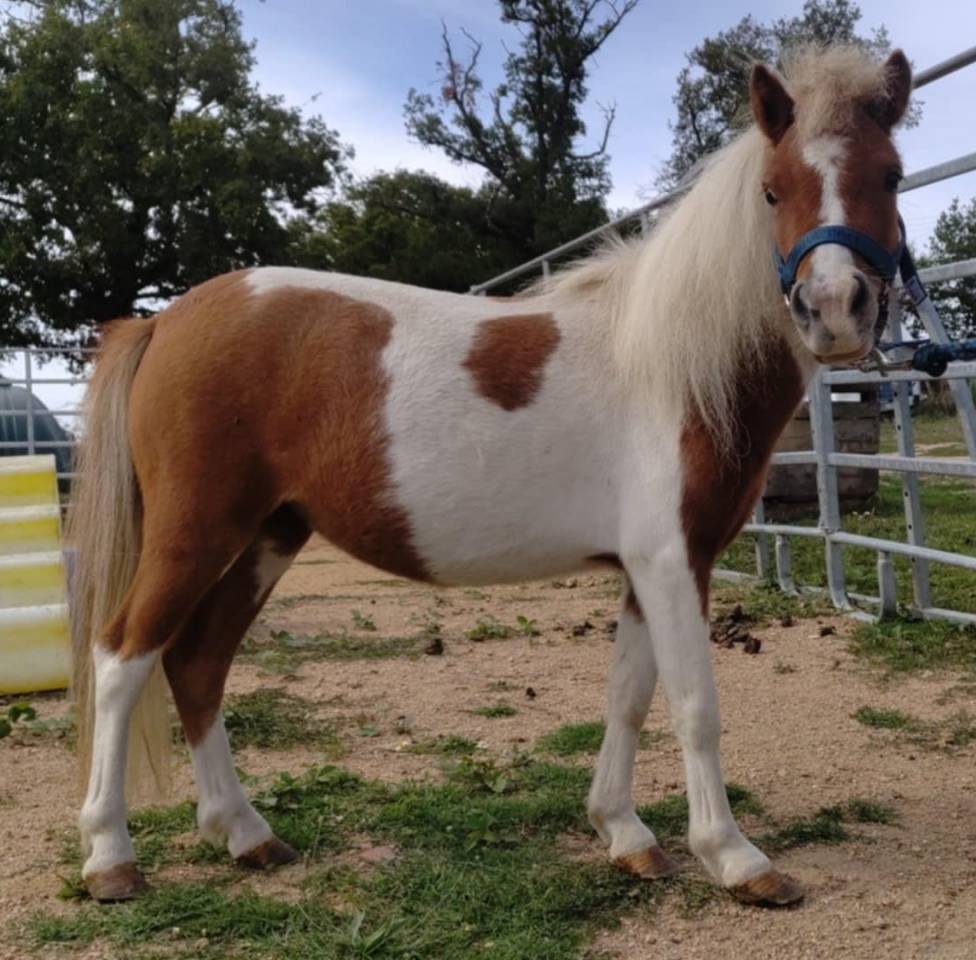 Cavalla Origine non conosciuta  In vendita 2022 Pezzato ,  SLOUP STARQUETAN