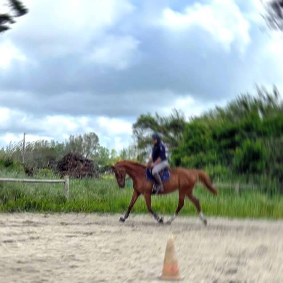 Cavalla Sella Francese In vendita 2000 Sauro