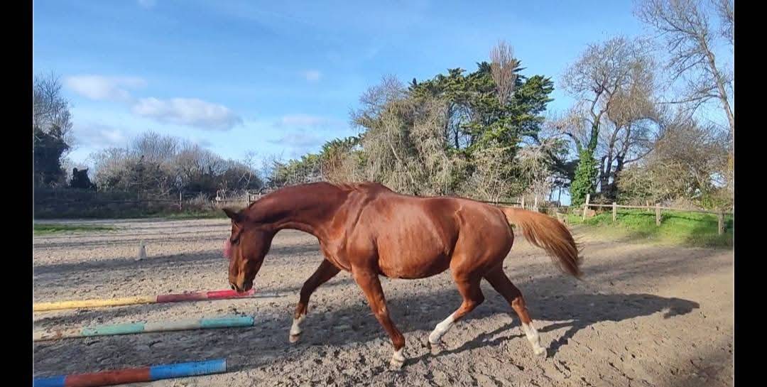 Cavalla Sella Francese In vendita 2000 Sauro