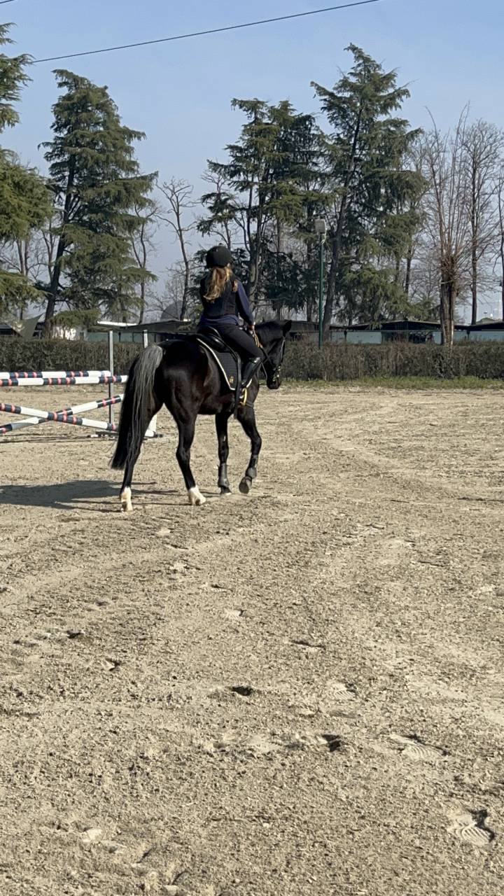 Vendo pony (Milano/Varese)