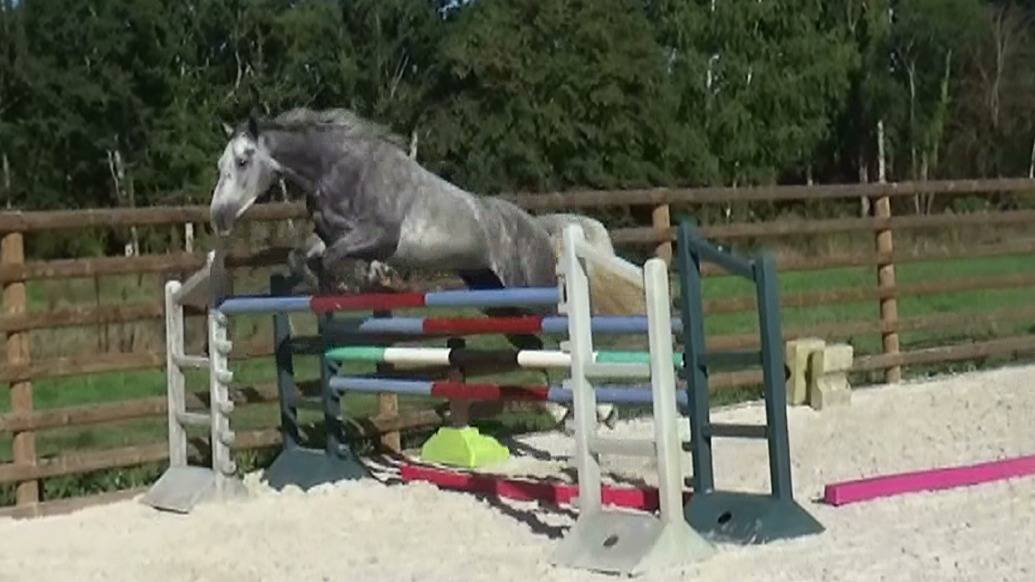 Castrone Sella Francese In vendita 2021 Grigio ,  GREY SKY D'IVRAIE