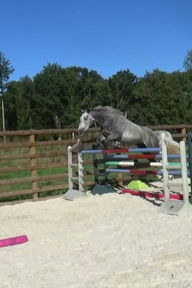 Castrone Sella Francese In vendita 2021 Grigio ,  GREY SKY D'IVRAIE