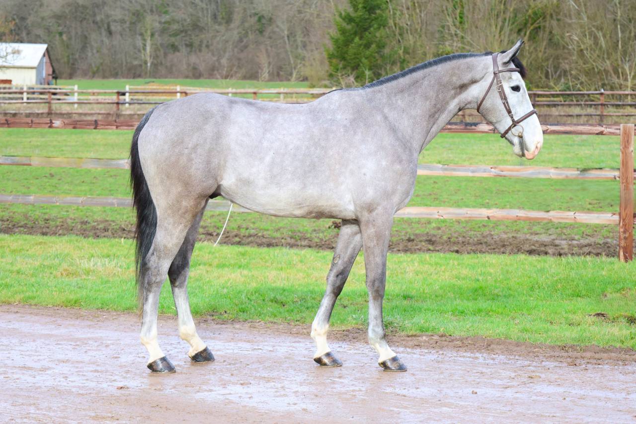 Castrone Zangersheide In vendita 2021 Grigio ,  JAWBREAKER