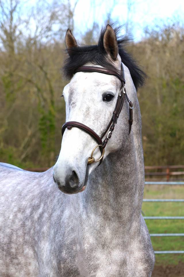 Intero Zangersheide In vendita 2021 Grigio ,  JAWBREAKER