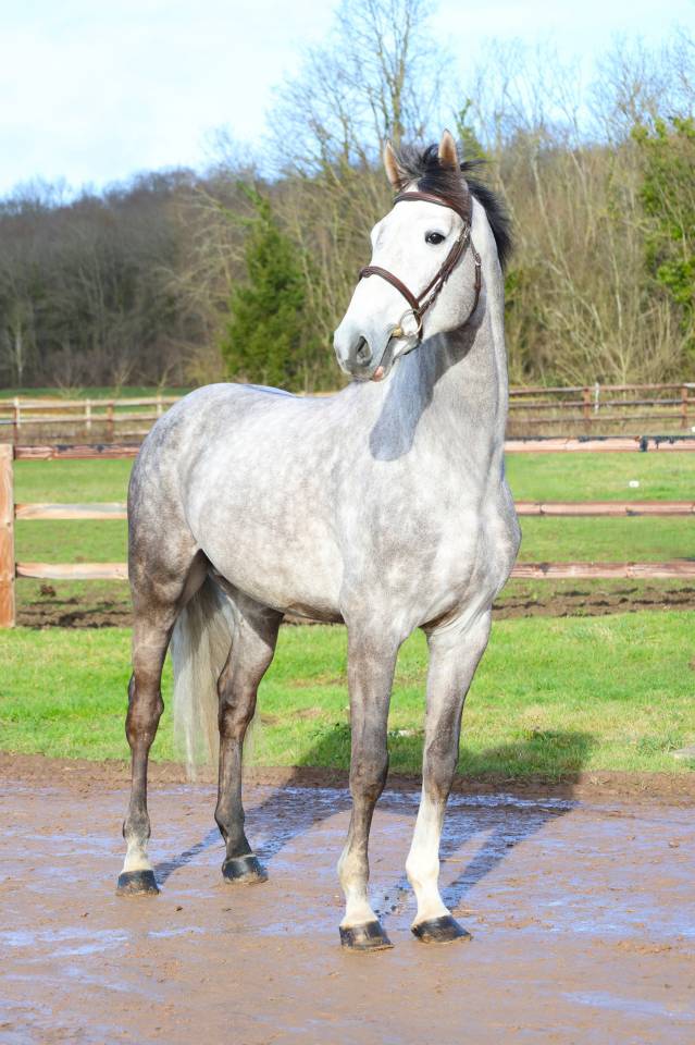 Intero Zangersheide In vendita 2021 Grigio ,  JAWBREAKER