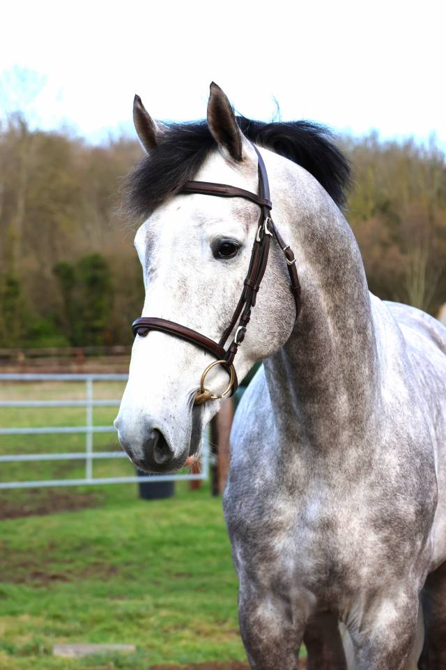 Intero Zangersheide In vendita 2021 Grigio ,  JAWBREAKER