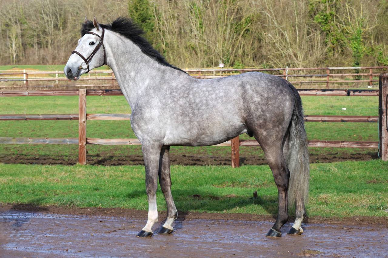 Intero Zangersheide In vendita 2021 Grigio ,  JAWBREAKER