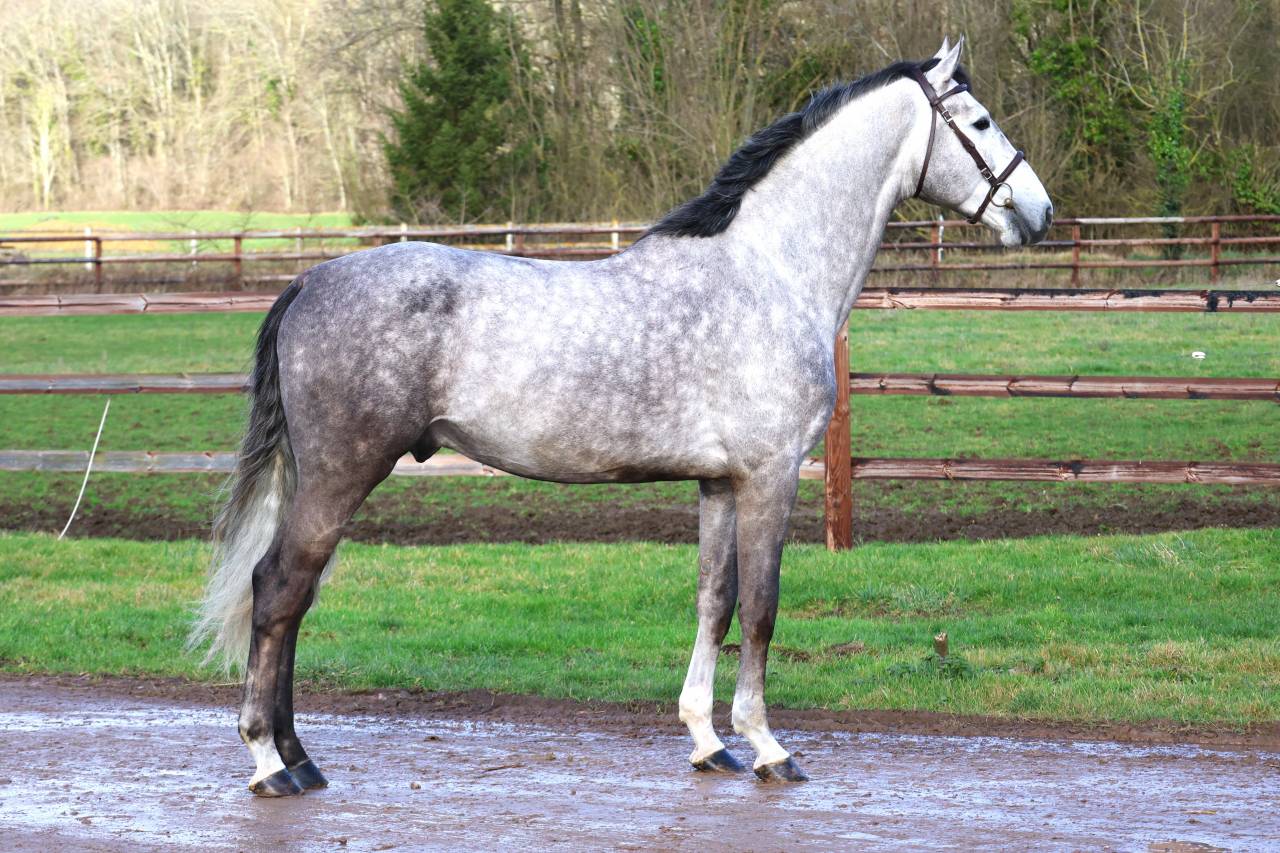 Intero Zangersheide In vendita 2021 Grigio ,  JAWBREAKER