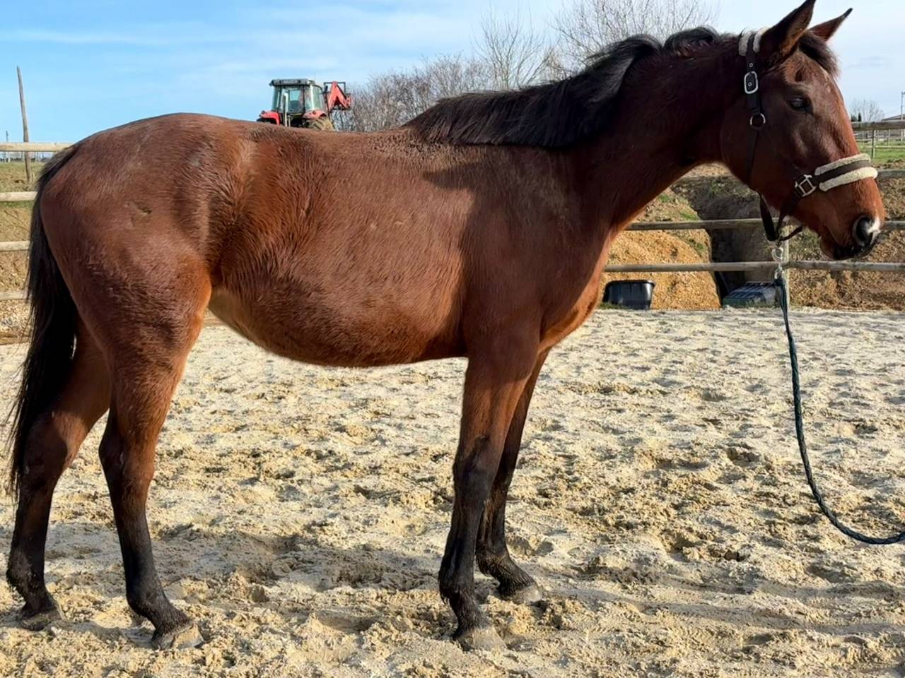 Cavalla Sella Francese In vendita 2023 Baio