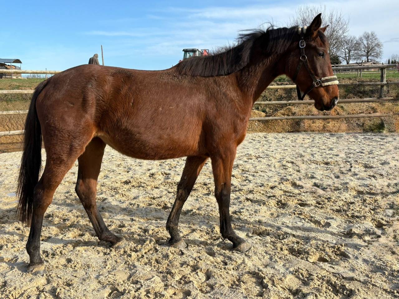 Cavalla Sella Francese In vendita 2023 Baio