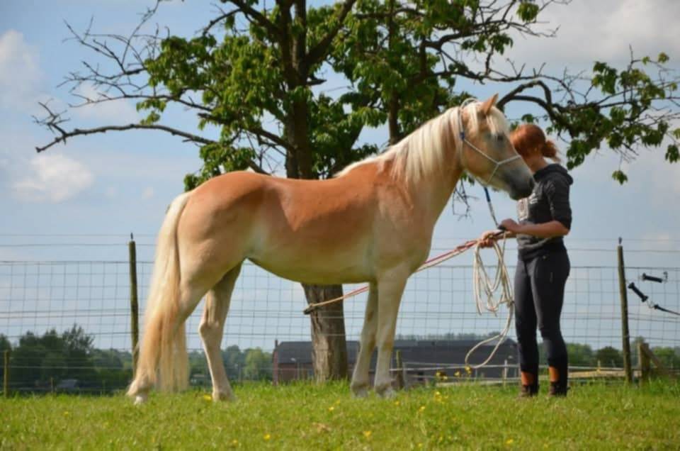 Cavalla Haflinger In vendita 2012 Sauro ,  liz Alcantara
