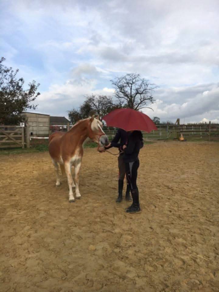 Cavalla Haflinger In vendita 2012 Sauro ,  liz Alcantara