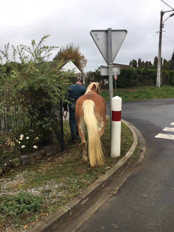 Cavalla Haflinger In vendita 2012 Sauro ,  liz Alcantara