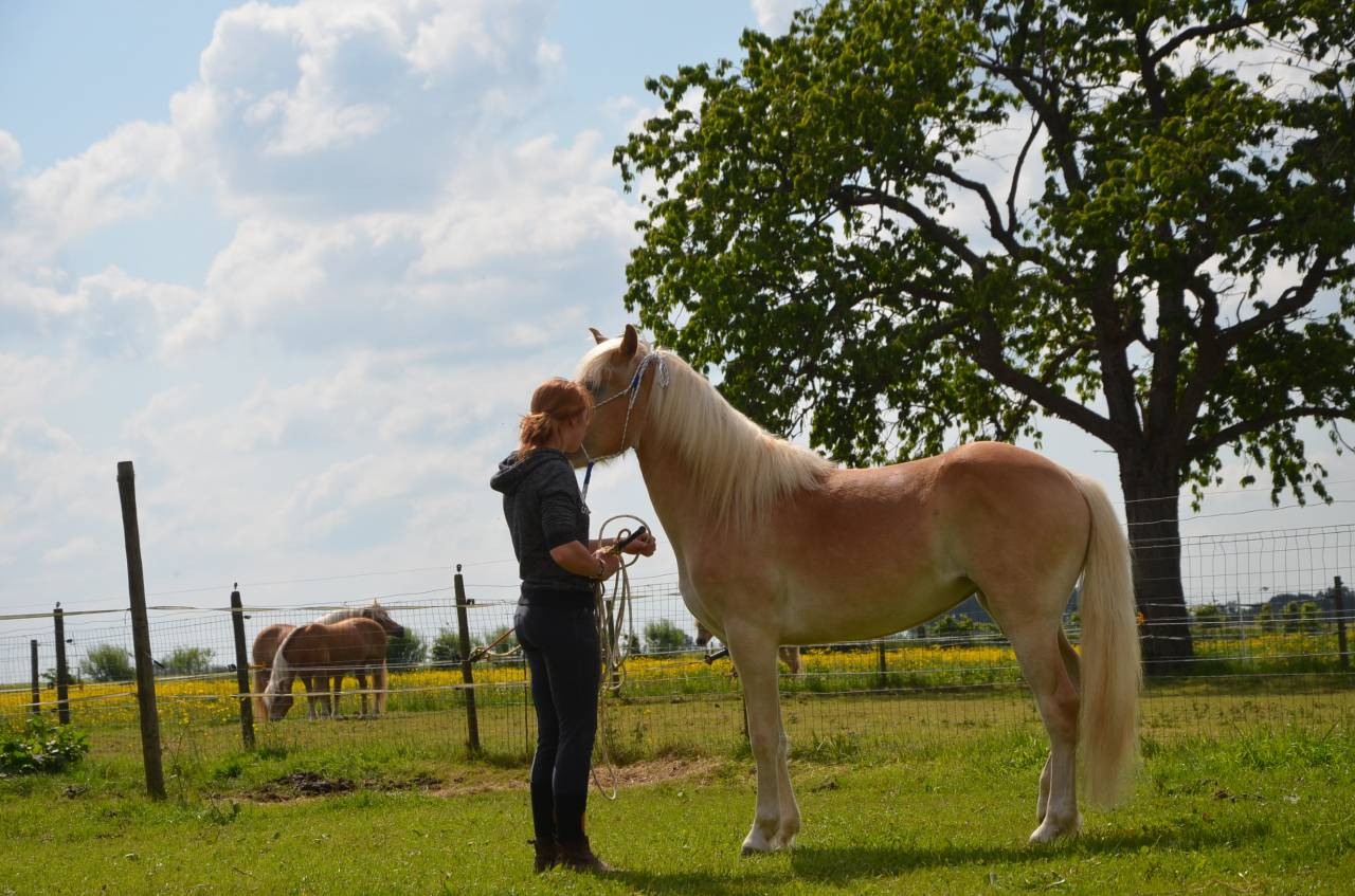 Cavalla Haflinger In vendita 2012 Sauro ,  liz Alcantara
