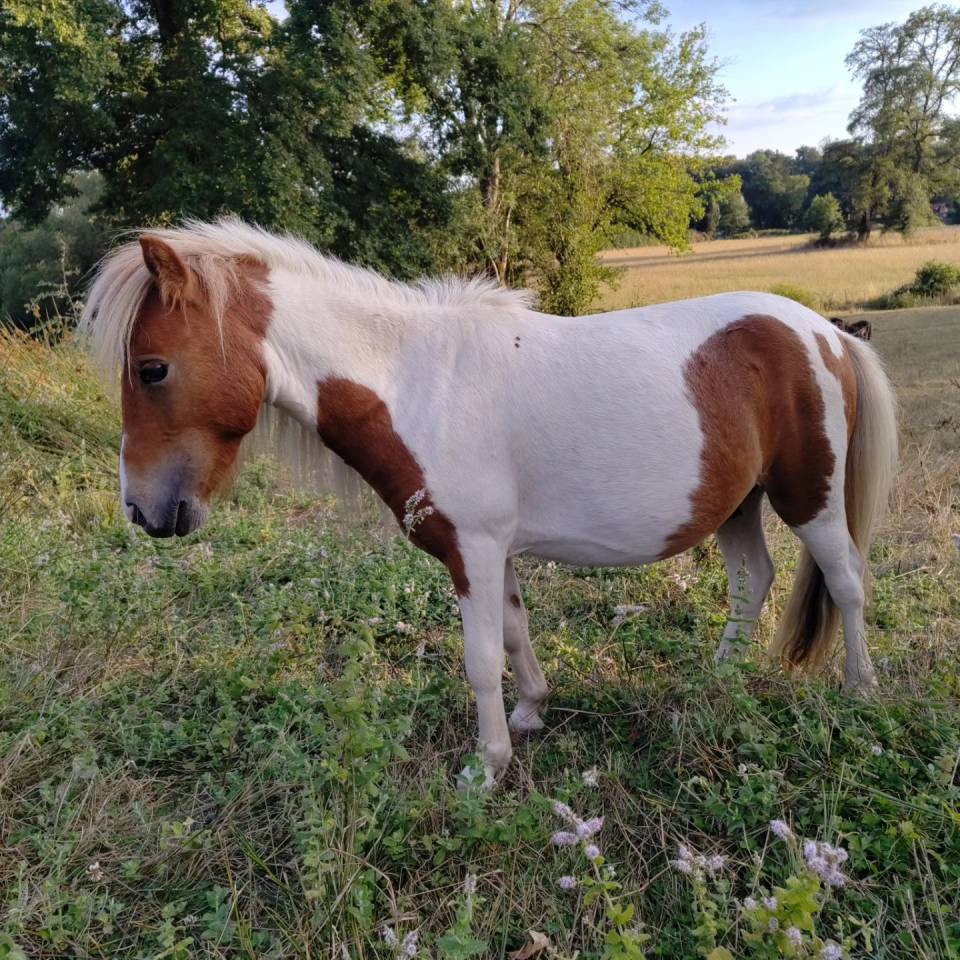 Intero Origine non conosciuta  In vendita 2023 Pezzato ,  SLOUP STARQUETAN