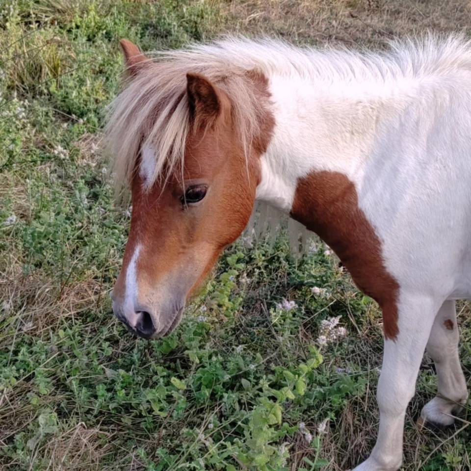 Intero Origine non conosciuta  In vendita 2023 Pezzato ,  SLOUP STARQUETAN