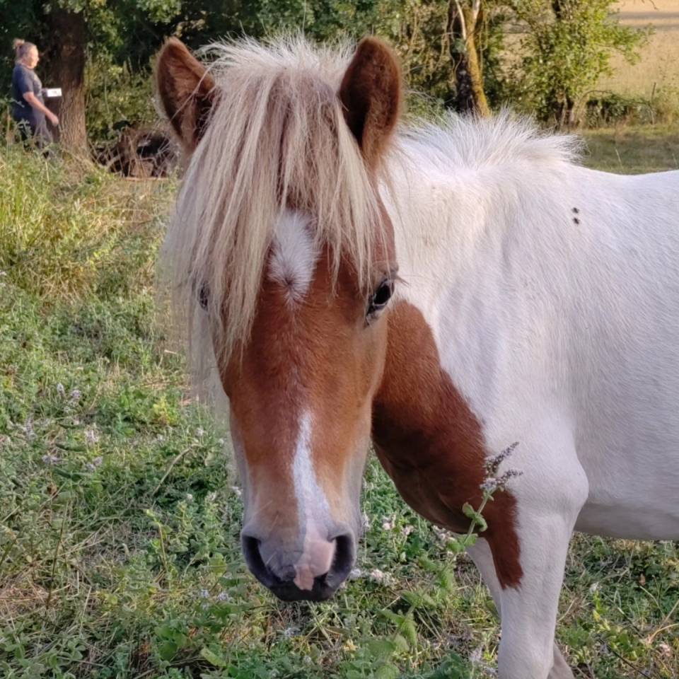 Intero Origine non conosciuta  In vendita 2023 Pezzato ,  SLOUP STARQUETAN
