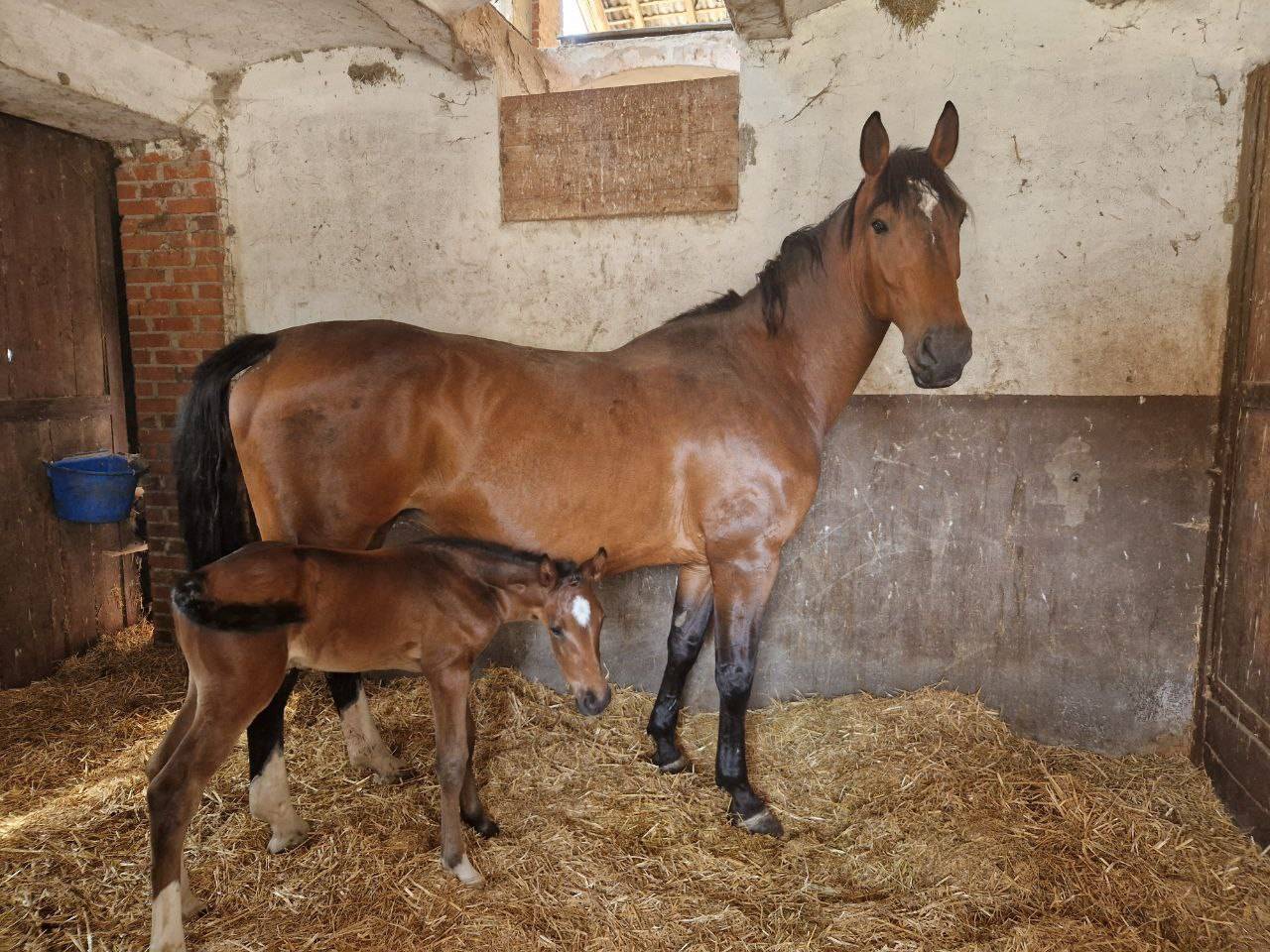 Fattrice Italiana 2015 Ottima Genealogia &ndash; Montabile 