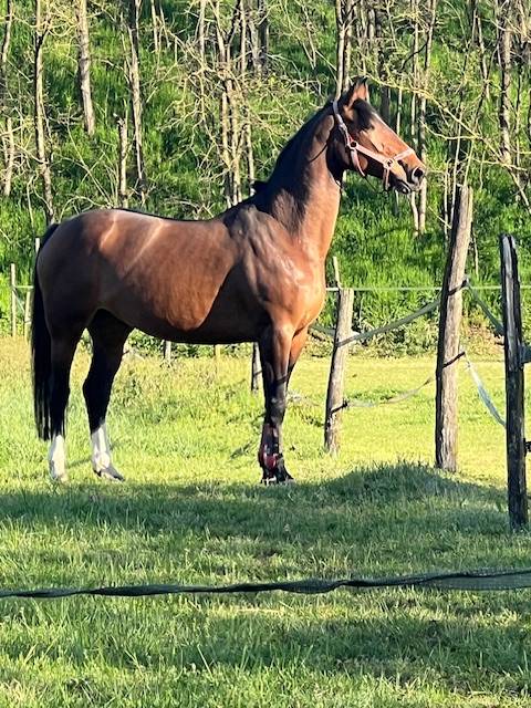 Fattrice Italiana 2015 Ottima Genealogia &ndash; Montabile 