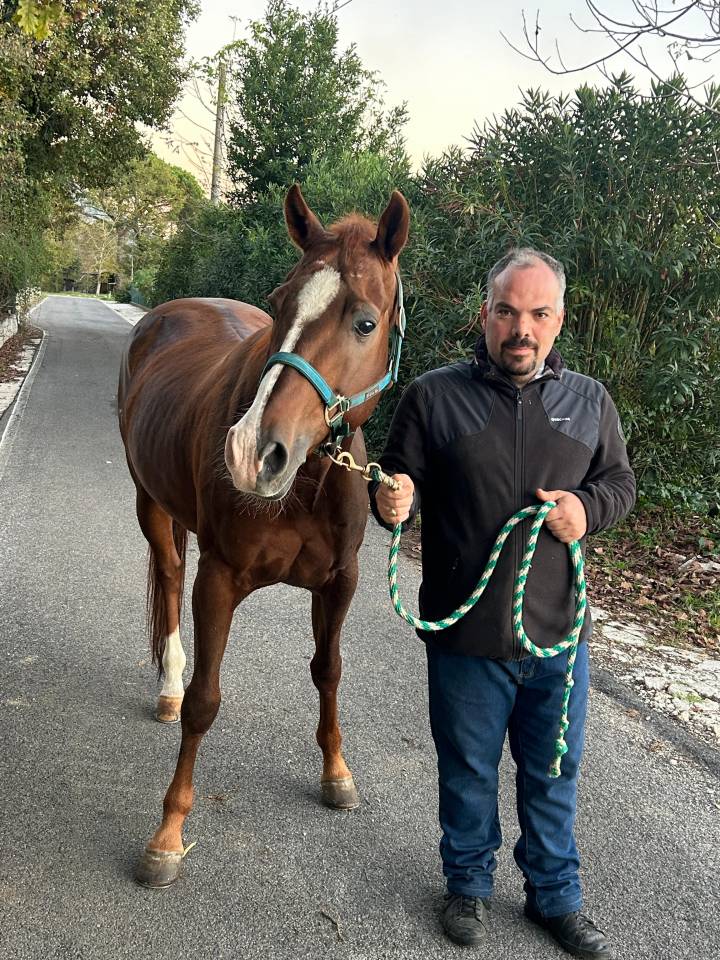 Cavallo da reining stallone razza quarter horse di anni 12