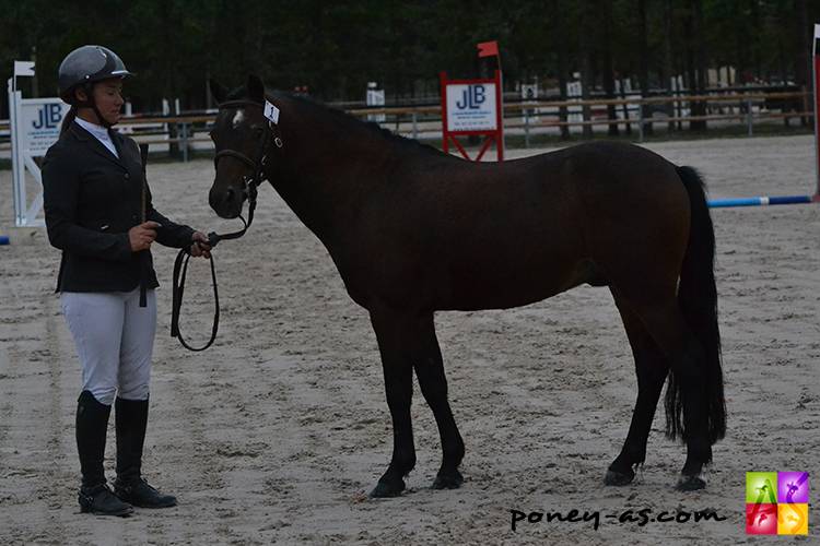 Raboliot d'Arquetan - PFS Pony Francese da Sella 2005 ,  FURY DES MAUVIS
