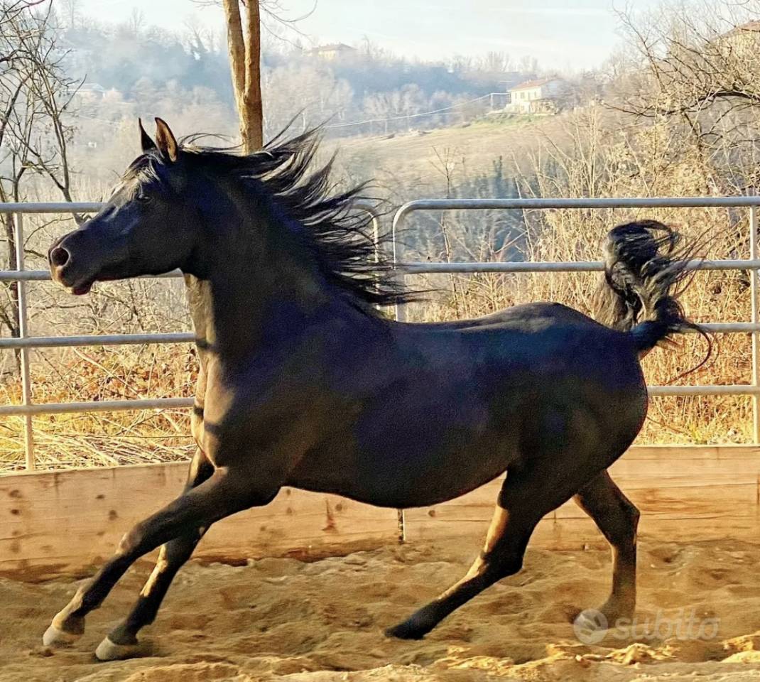 Kehsan Hatani - Stallone Arabo Morello