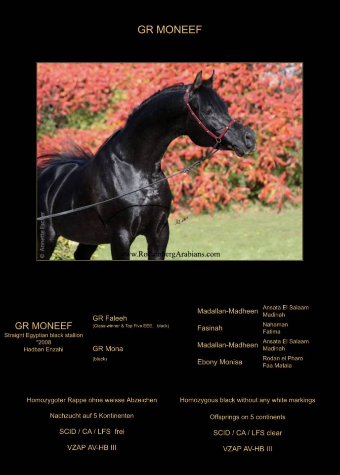 Kehsan Hatani - Stallone Arabo Morello