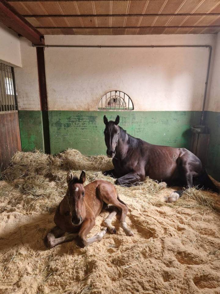 Centro di stagione cavallo In vendita Sa&ocirc;ne-et-Loire