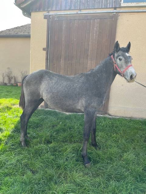 Puledro Connemara In vendita 2024 Grigio ,  GALION DE MINUIT