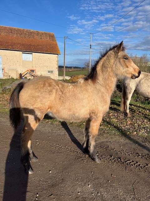 Castrone Connemara In vendita 2025 Isabella ,  FORTUNA DE L'OUBLAN
