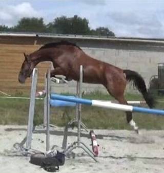 Cavalla Sella Francese In vendita 2014 Baio ,  CON AIR