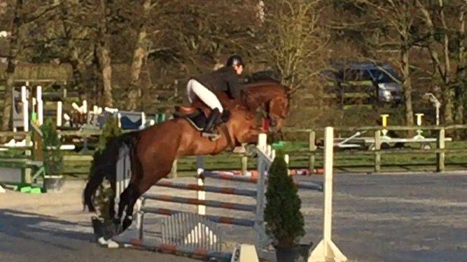 Cavalla Sella Francese In vendita 2014 Baio ,  CON AIR