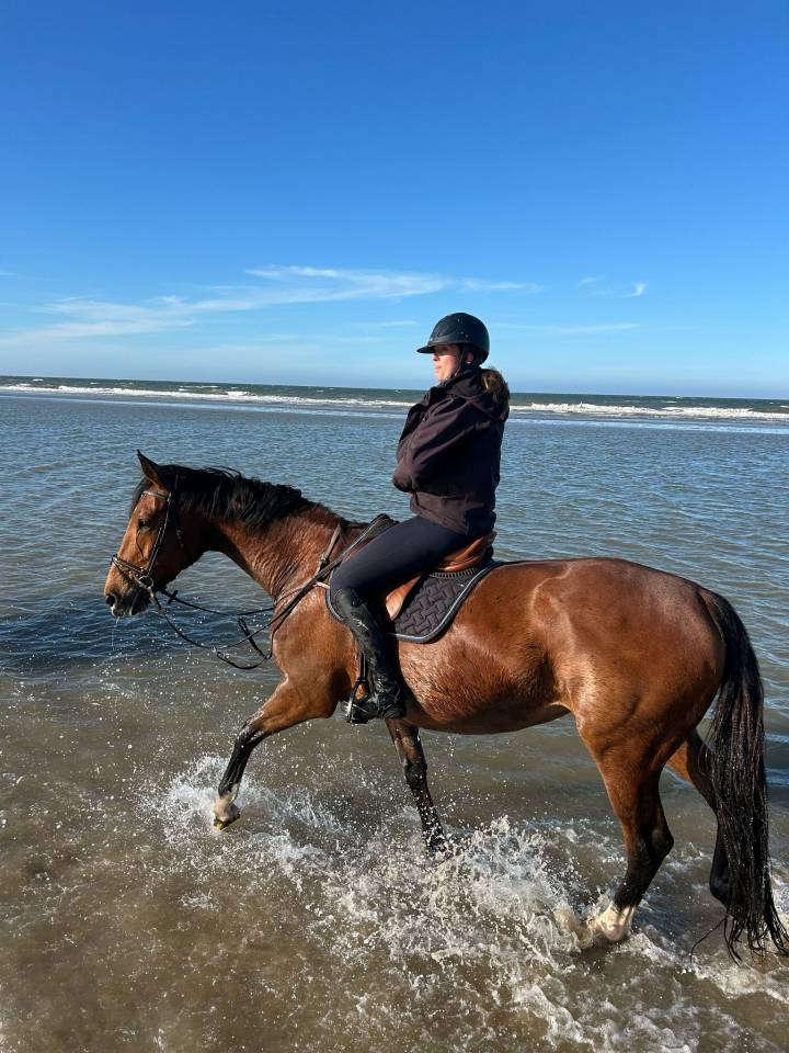 Cavalla Sella Francese In vendita 2014 Baio ,  CON AIR