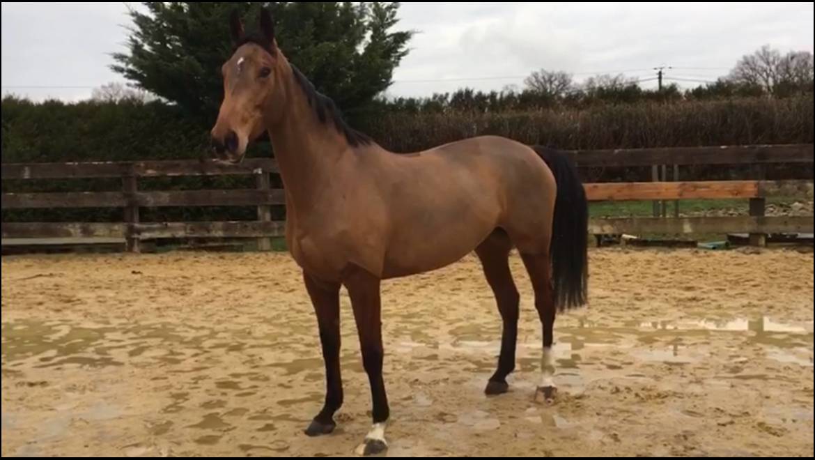 Cavalla Sella Francese In vendita 2014 Baio ,  CON AIR