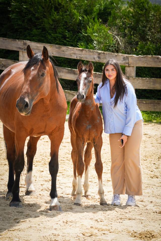 Cavalla Sella Francese In vendita 2014 Baio ,  CON AIR