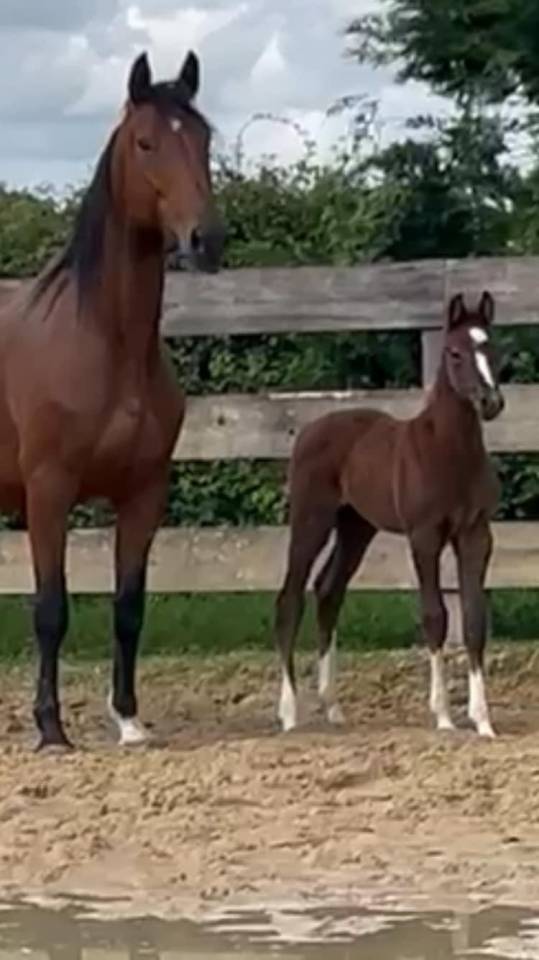 Cavalla Sella Francese In vendita 2014 Baio ,  CON AIR